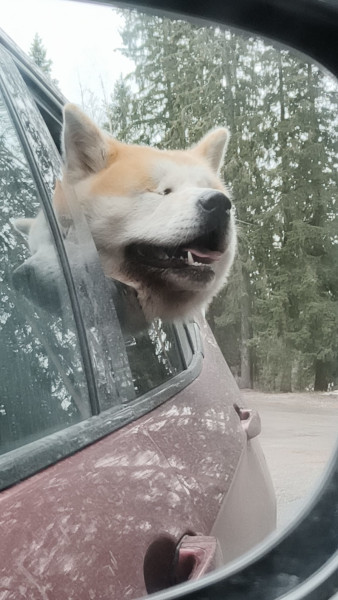 akita hanzo vkh