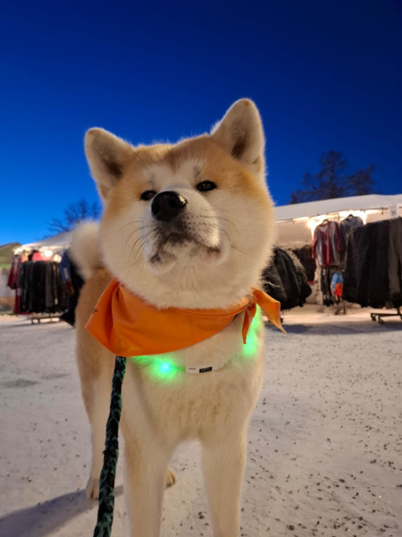 Dakota akita Kaverikoira