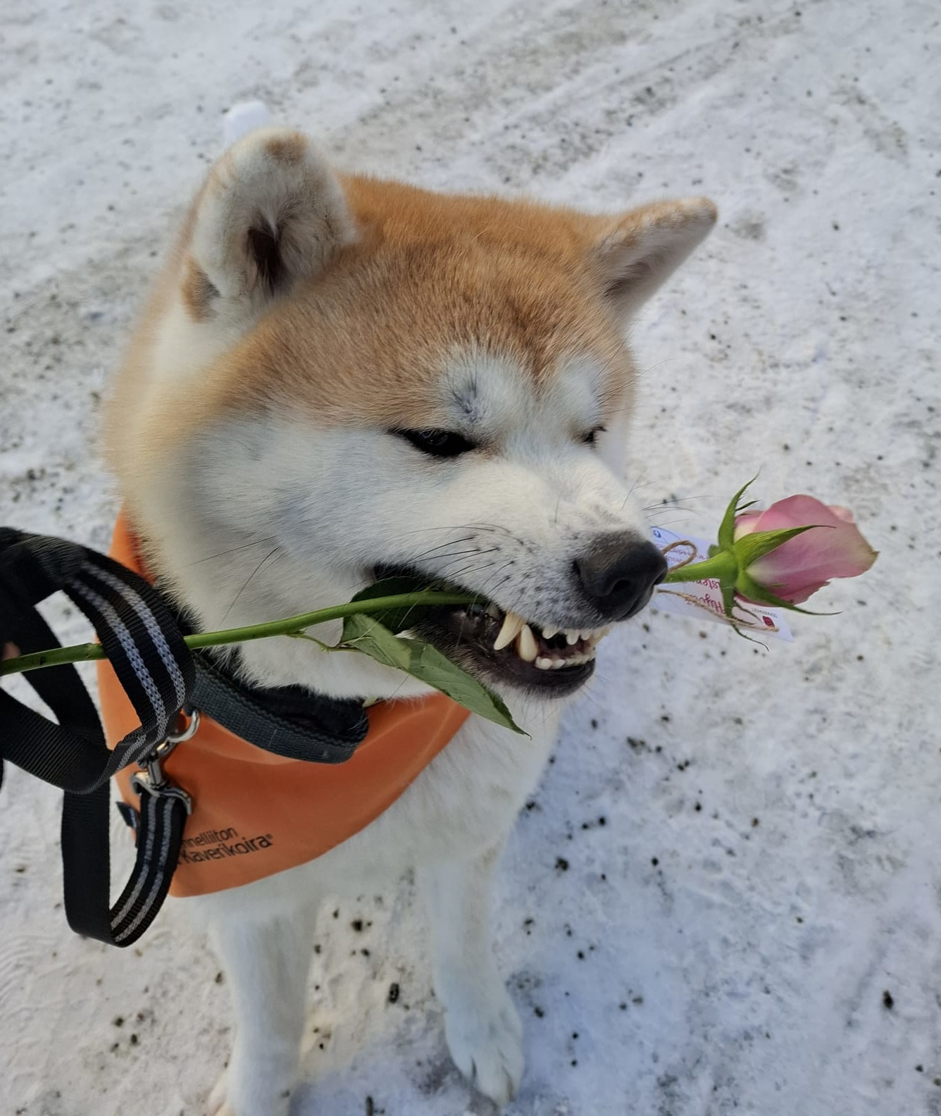 Dakota akita Kaverikoira